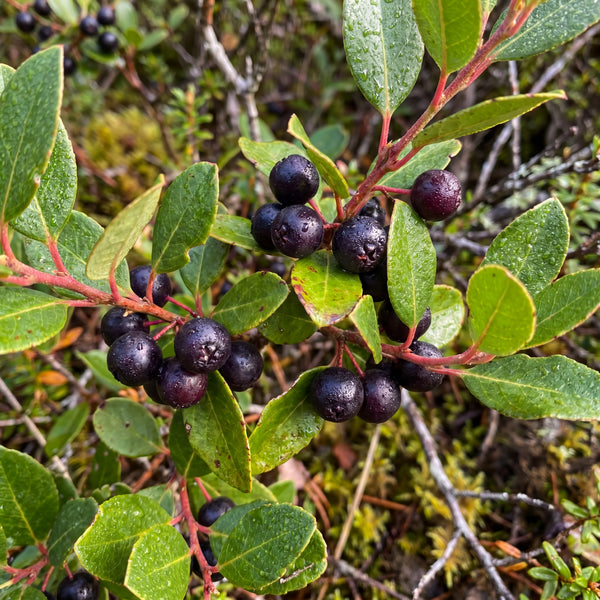 Maqui patagónico